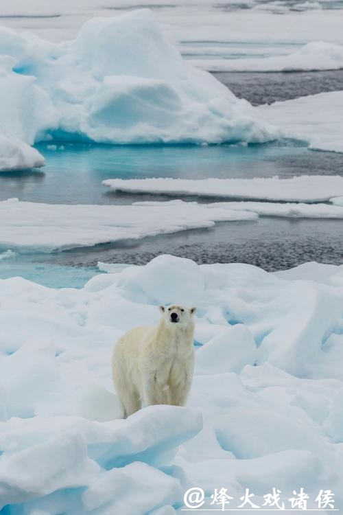北极变暖海冰流失，北极熊竟集体“发福”？