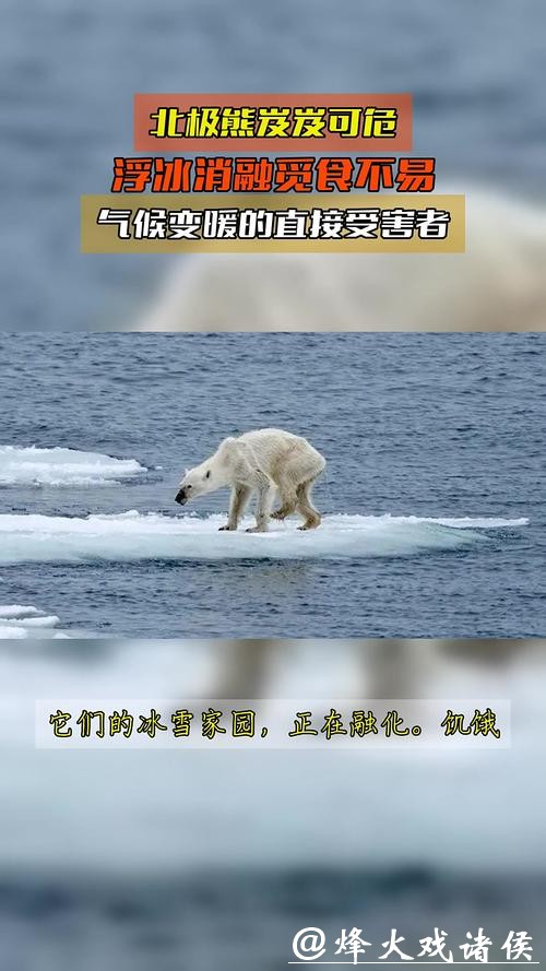 北极变暖海冰流失，北极熊竟集体“发福”？