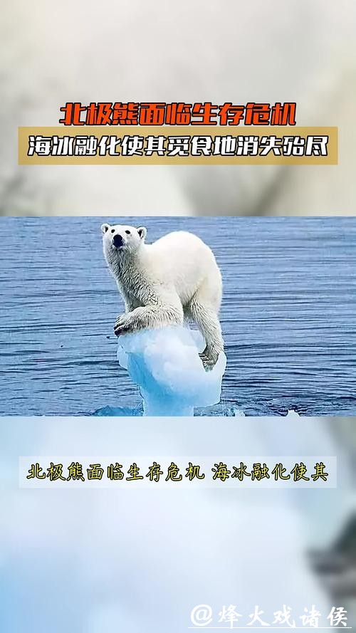 北极变暖海冰流失，北极熊竟集体“发福”？